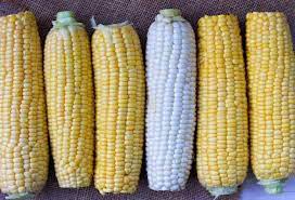 Біла кукурудза — користь для споживача, додаткова копійка фермеру